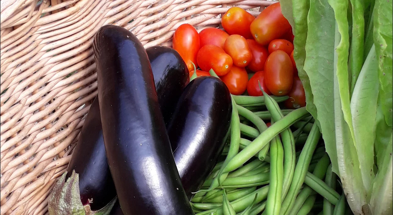 Verdure fresche dell'orto biologico: melanzane, pomodori e fagiolini
