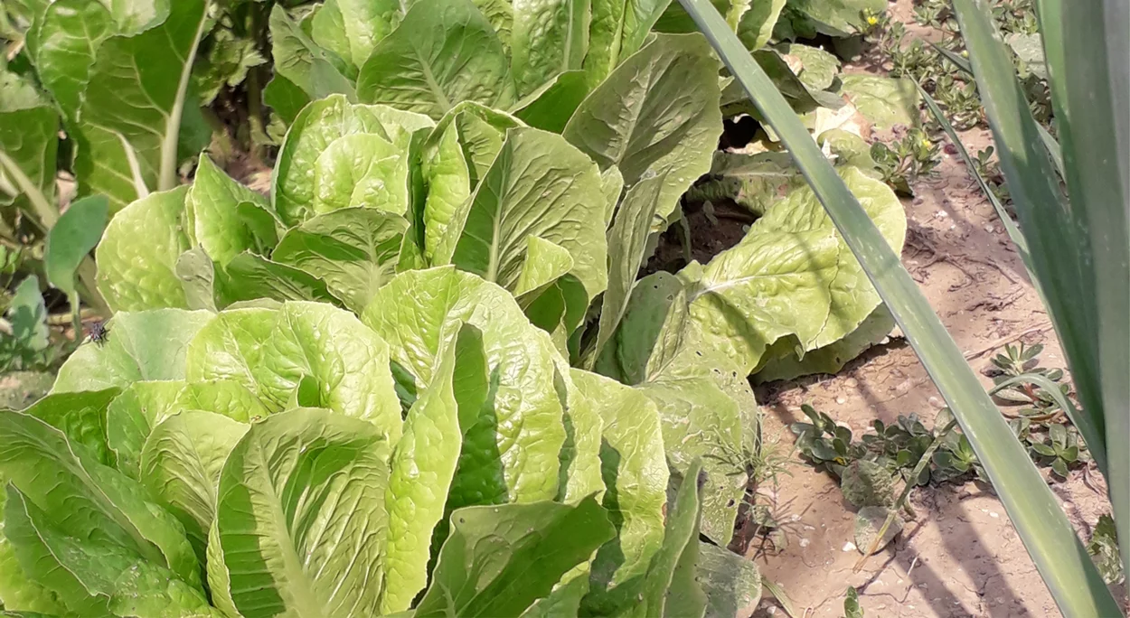 Insalata nell'orto biologico