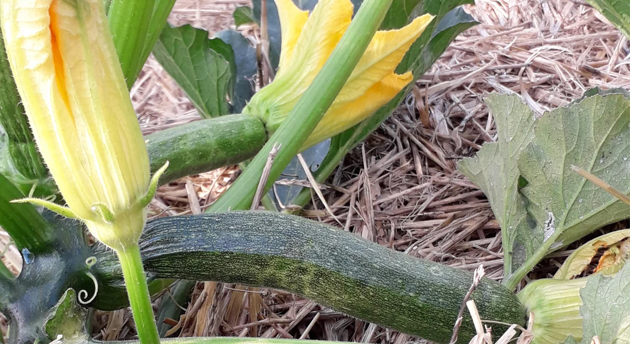 Zucchine con fiori nell'orto